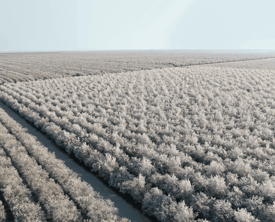 a farm field in winter with rows of vegetation at the forefront and a visible sky